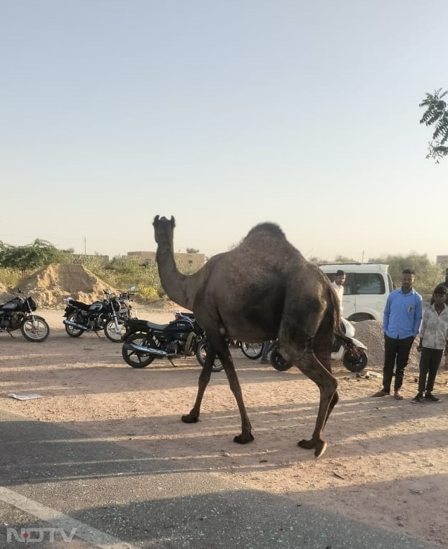 टक्कर इतनी भीषण थी कि कार का अगला हिस्सा और छत पूरी तरह क्षतिग्रस्त हो गई. वहीं, ऊंट का आधा शरीर कार के अंदर और आधा बाहर फंसा हुआ था.