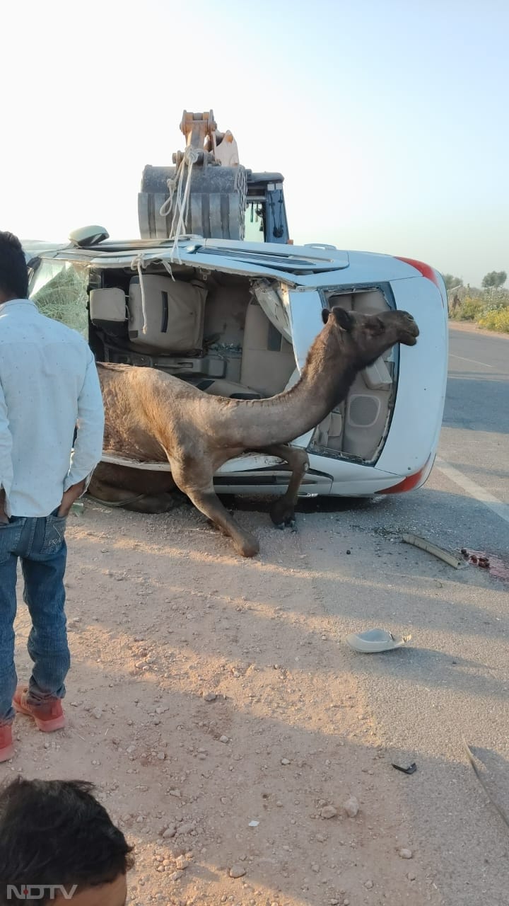 स्थानीय लोगों ने तुरंत मौके पर पहुंचकर घायल चालक को बाहर निकाला और प्राथमिक उपचार के बाद जोधपुर रेफर किया गया.  करीब दो घंटे तक राहत कार्य चलता रहा. जेसीबी मशीन की मदद से कार के हिस्से काटकर ऊंट को बाहर निकाला गया.