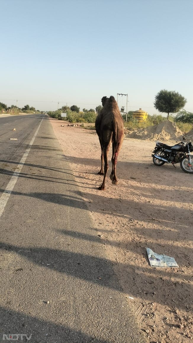 जैसे ही ऊंट बाहर निकला, वह बिना किसी बड़ी चोट के वहां से भाग गया.