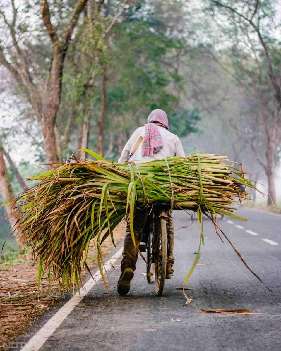 गन्ने में मौजूद मिनरल्स और एंटीऑक्सीडेंट स्किन हेल्थ के लिए भी फायदेमंद होते हैं. नियमित रूप से गन्ने का सेवन करने से स्किन ग्लोइंग और यंग नजर आने लगती है.