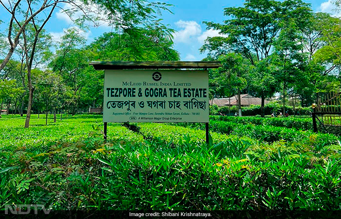 How Climate Crisis Is Threatening Assam Tea\'s Unique Flavour And Production
