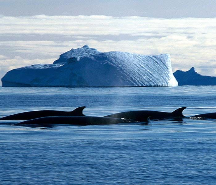 This photo released on December 14, 2007 and made available on December 17 shows a gam of Minke whales pass icebergs in the Southern Ocean off the Australian Antarctic Territory.<br><br>The new glacial ice Wilkins Runway situated 70kms from the Australian research station of Casey will allow Australian scientists to greatly expand their studies on the effects climate change is having on Antarctica's fragile environment by providing 20-30 flights from Hobart each summer. (AFP photo)