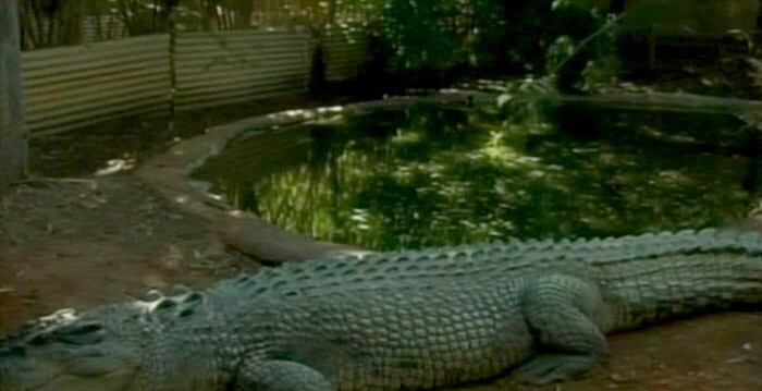 Saltwater crocodiles are the world's largest reptiles and can grow up to 7 metres (23 feet).<br><br>They have increased in numbers in the Australian tropical north region after hunting of the species was banned in 1971.