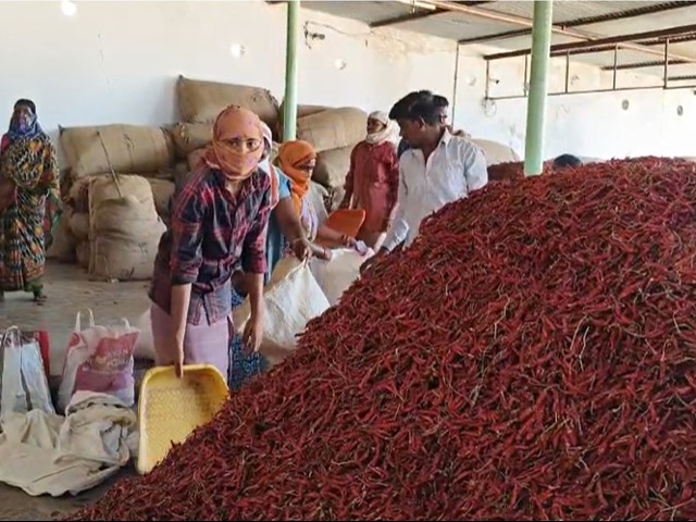 नांदेडच्या धर्माबादमध्ये वर्षाकाठी लाल मिरचीचा 200 कोटींचा व्यवहार