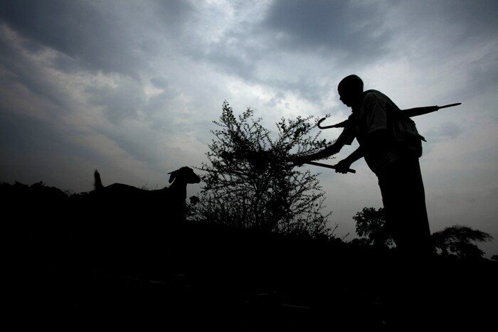 A man gathers leaves for his goats as dark clouds hover over them on the outskirts of Hyderabad, Andhra Pradesh. (AP Photo)