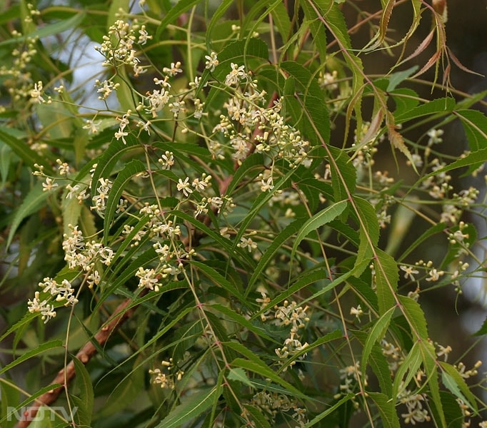 नीम की दातून दांतों को प्राकृतिक रूप से साफ करती है.