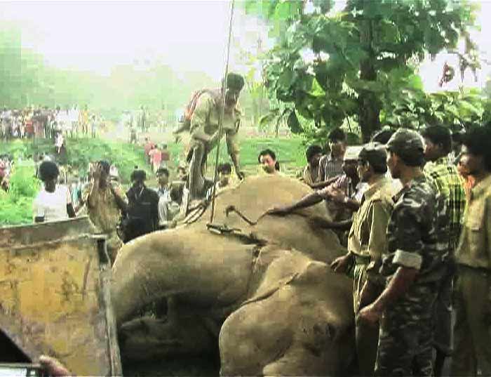 The movement of trains on the track which connects New Jalpaiguri with Assam was suspended till this morning because another herd of elephants was guarding the dead and injured elephants.

Three months ago, another elephant was run over and killed by a train near the same spot.