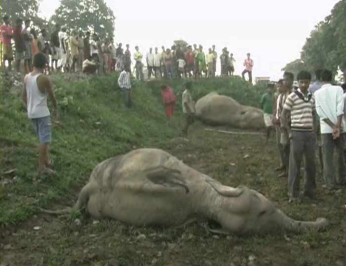 Speeding trains often hit elephants in the area as the railway line crosses the elephant corridor. The Forest officials say that they have requested the Railway officials a number of times to restrict the speed limit of trains plying in the area to 40-km/hr for the safety of the elephants.