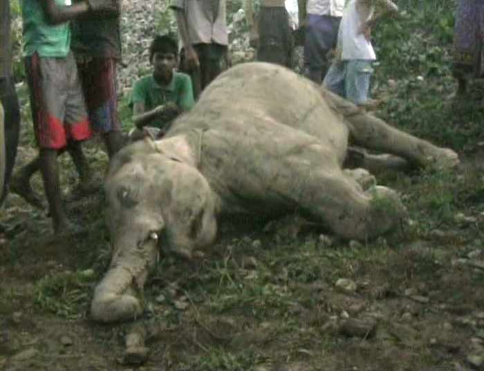 The Forest Department has lodged an FIR under the Wildlife Protection Act against the Railways alleging that the train was running at about 70 kmph, violating the speed restriction of 25 kmph to 40 kmph in the area.<br><br>"The question of speed restriction does not arise since the train was not passing through the Elephant Corridor," Alipurduar Divisional Railway Manager Sachhidanand Sinha said.<br><br>The elephants suddenly appeared on the track and the driver could not stop the train, he said.