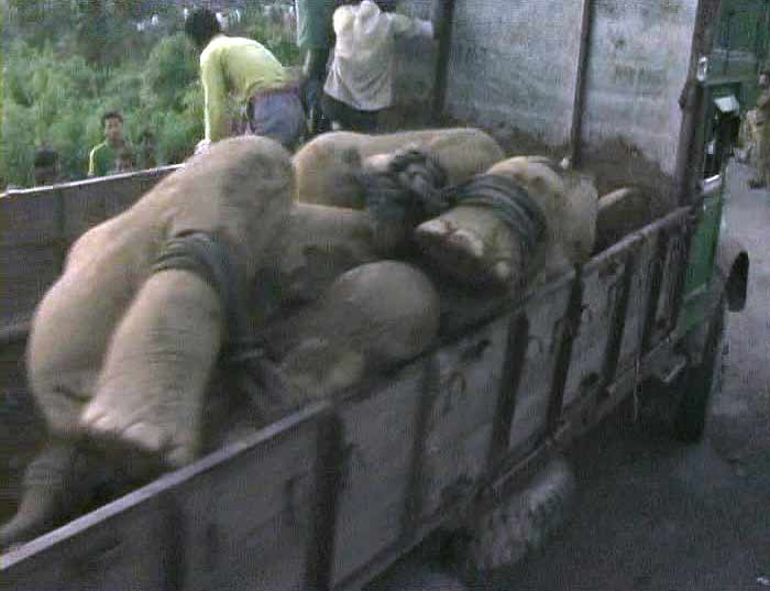 West Bengal: Elephants killed by speeding train