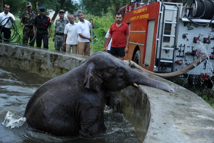 Baby elephant rescued by army from water