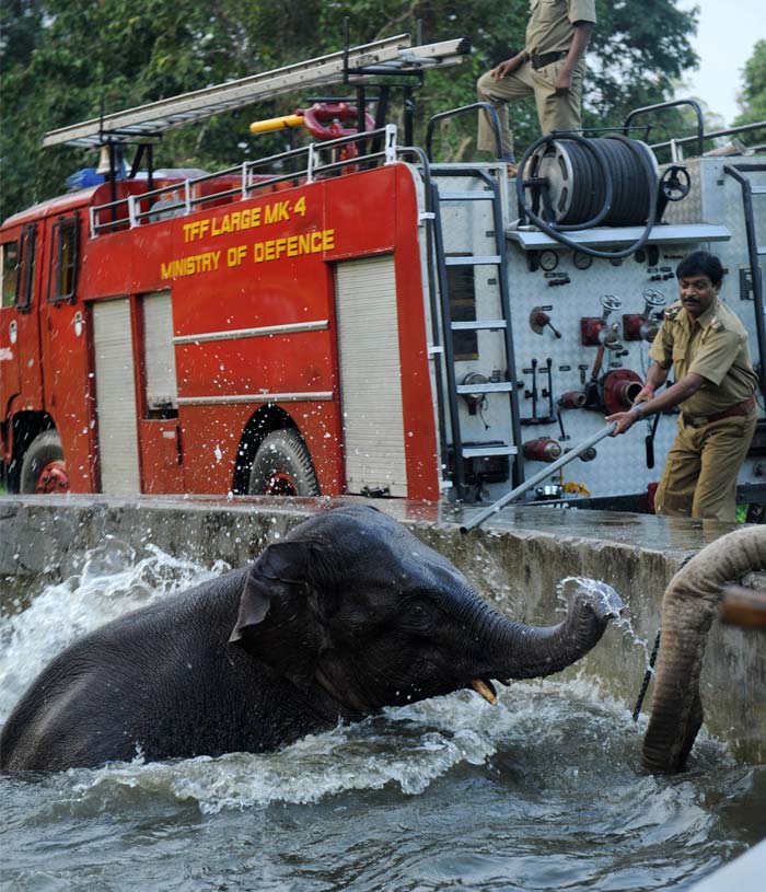 Baby elephant rescued by army from water