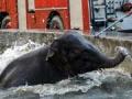 Baby elephant rescued by army from water