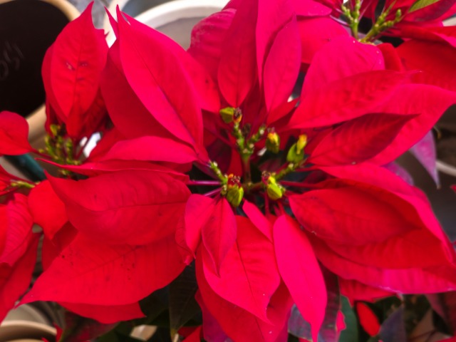 पॉइन्सेटिया फूल: जहरीला पौधा जिसे बालकनी में लगाते हैं लोग