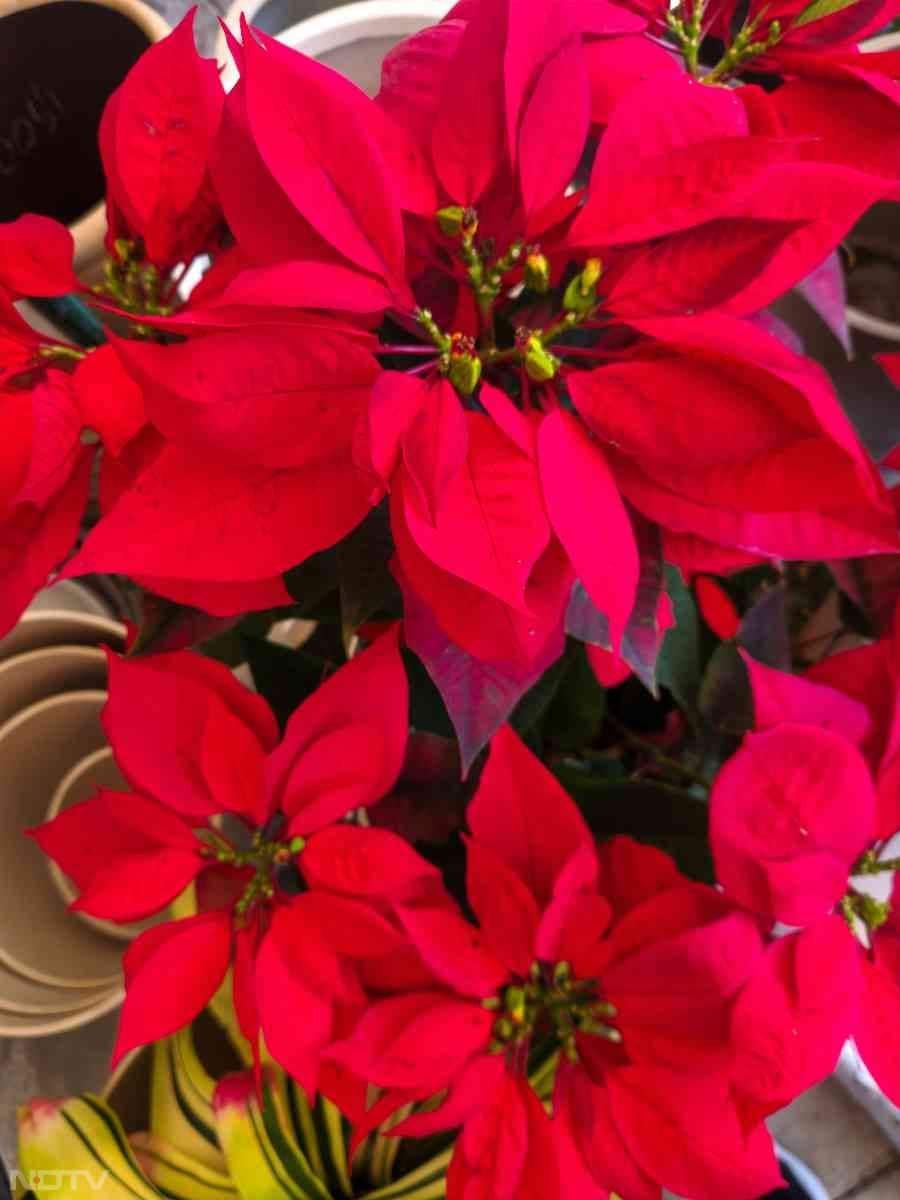 2. लाल पत्तियां - पॉइन्सेटिया की पहचान है इसकी चमकीली लाल पत्तियां, जिसकी वजह से ये काफी खूबसूरत लगता है.