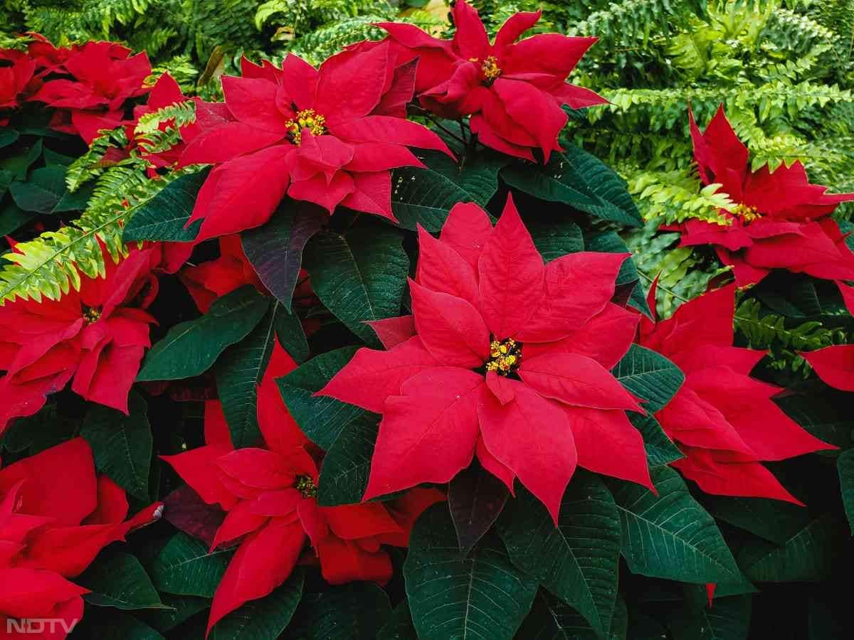 3. पॉइन्सेटिया के फूल - ेलोग अक्सर लाल हिस्से को फूल समझते हैं, लेकिन असली फूल बीच में छोटे और पीले रंग के होते हैं.