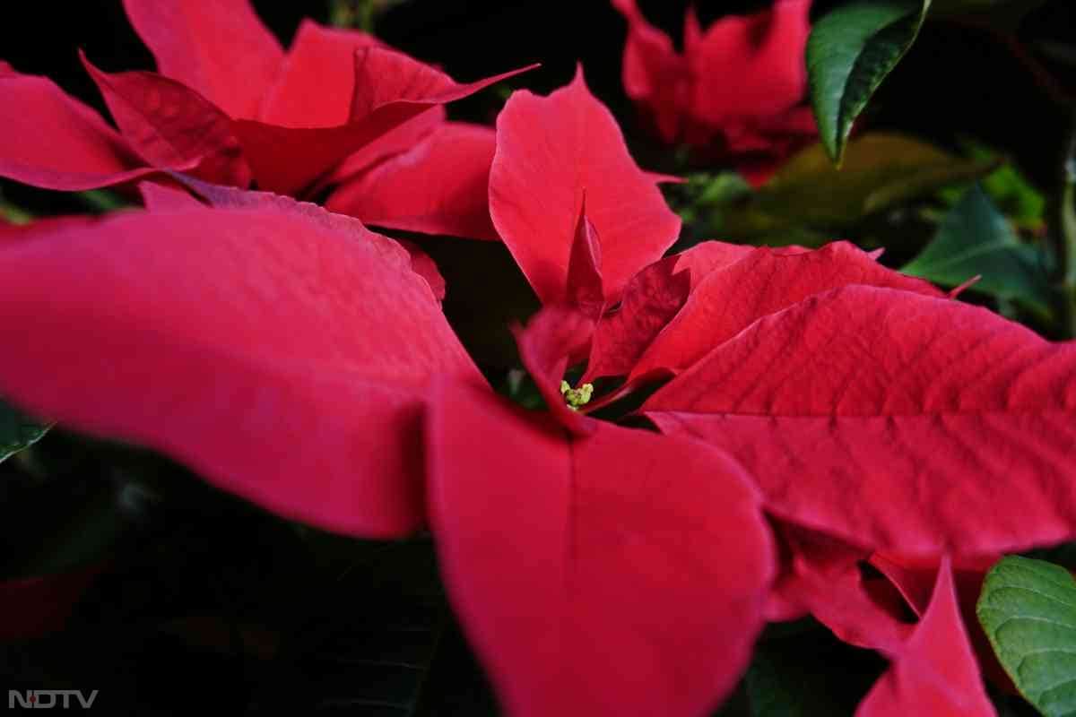 4. जहरीला पौधा - यह पौधा हल्का जहरीला होता है, इसीलिए बच्चों और पालतू जानवरों से दूर रखना चाहिए.