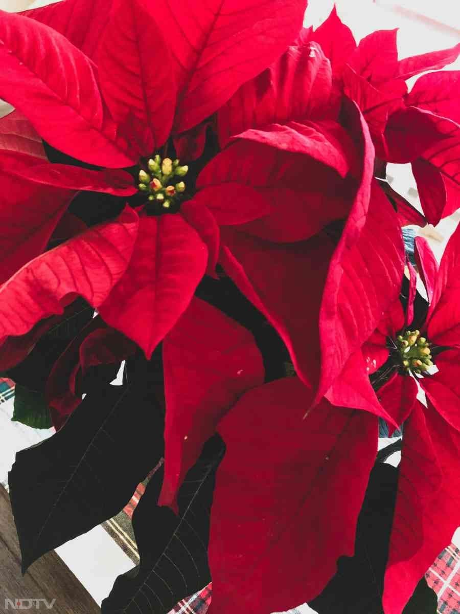 7. हल्की धूप - पॉइन्सेटिया ठंडी और हल्की धूप वाली जगह में ही अच्छा बढ़ता है. सीधी धूप में ये खराब हो जाता है.