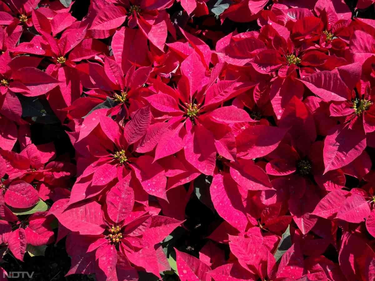 8. गिफ्टिंग प्लांट - यह पौधा त्योहारों और खास मौकों पर गिफ्ट करने के लिए भी बहुत पॉपुलर है.