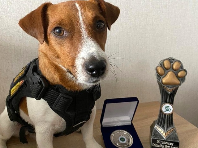 जब पालतू जानवर बन गए सोशल मीडिया के सुपरस्टार: मिलिए इन &lsquo;स्टार पेट्स' से