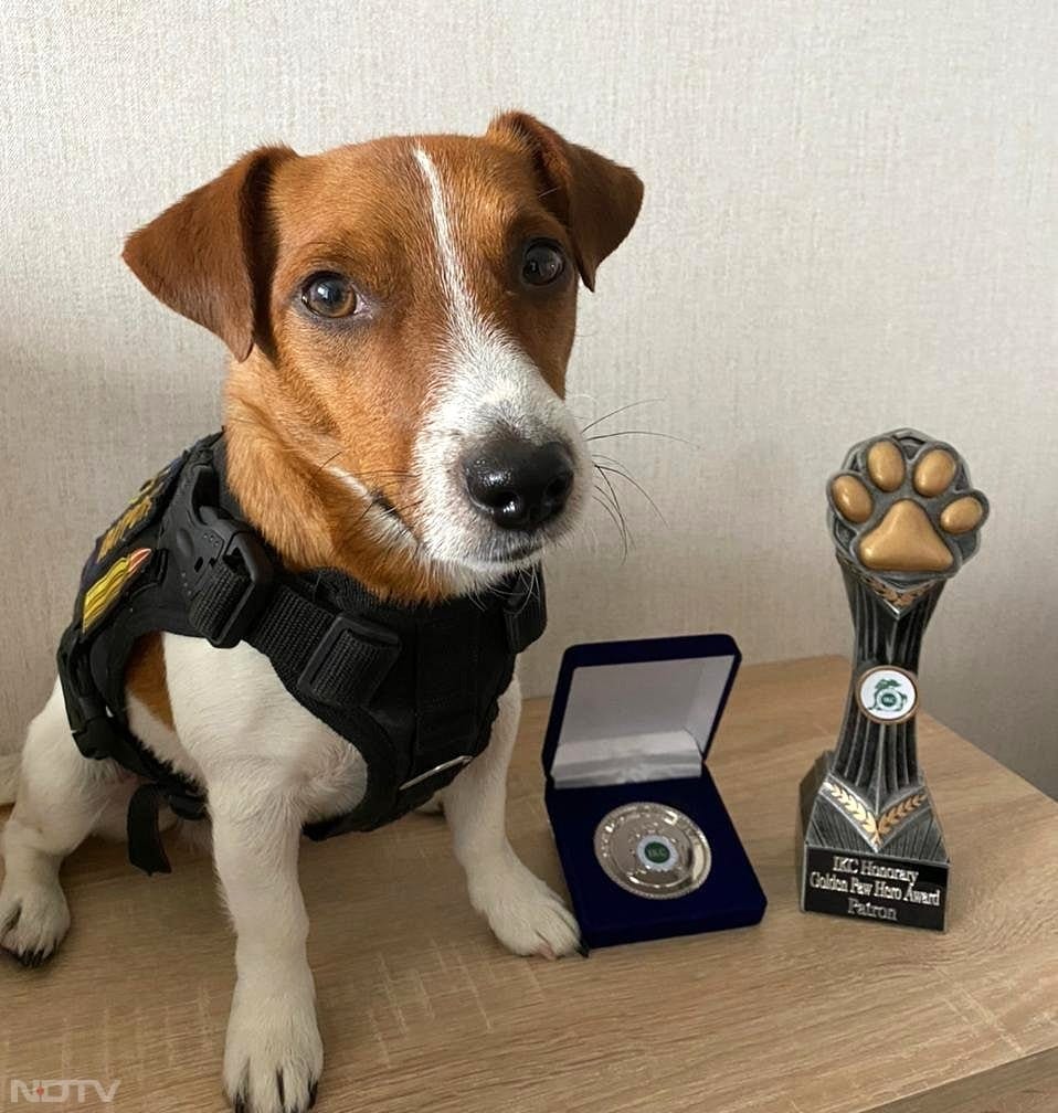 पैट्रॉन- यूक्रेन का बहादुर बम‑ढूंढ़ने वाला कुत्ता. यह एक जैक रसेल टेरियर है, जो यूक्रेन की स्टेट इमरजेंसी सर्विस में बम‑डिटेक्शन डॉग के रूप में काम करता है. उसकी खासियत उसकी तेज सूंघने की क्षमता और उसका कम वजन है, जिसकी वजह से वह भूमि‑माइन के ट्रिगर पॉइंट से ऊपर रहता है और सुरक्षित रूप से जांच कर सकता है. पैट्रॉन ने सैकड़ों विस्फोटक खोजकर अनगिनत लोगों की जान बचाई है, और इस काम के लिए यूक्रेन के राष्ट्रपति ज़ेलेंस्की ने उसे आधिकारिक सम्मान भी दिया है. उसे दौड़ना, सूंघते हुए सुराग ढूंढना, और अपने हैंडलर के पास रहना बहुत पसंद है. वह बच्चों को माइन‑सेफ्टी समझाने में भी मदद करता है और दुनिया भर में एक हीरो डॉग के रूप में पहचाना जाता है. pic credit-instagram