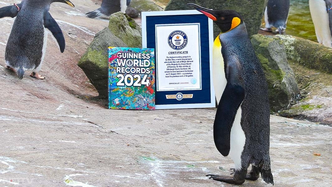 निल्स ओलाव- निल्स ओलाव एक किंग पेंगुइन है, जो नॉर्वेजियन किंग्स गार्ड का सम्मानित शुभंकर और 'मेजर जनरल' की विशेष सैन्य रैंक रखने वाला दुनिया का इकलौता पेंगुइन है. वह एडिनबर्ग चिड़ियाघर में रहता है और उसकी गरिमामय चाल व शांत स्वभाव के कारण वह सबका ध्यान आकर्षित करता है. वह सैनिकों की परेड का निरीक्षण भी करता है, और हर समारोह में उसके सम्मान में विशेष रूप से तैयार कार्यक्रम किए जाते हैं. उसे मछली खाना, समूह में रहना और मानव ध्यान पसंद है. उसकी लोकप्रियता के कारण नॉर्वे और एडिनबर्ग दोनों जगह उसकी मूर्तियाँ स्थापित की गई हैं. निल्स ओलाव को नॉर्वे और स्कॉटलैंड की दोस्ती का प्रतीक भी माना जाता है. pic credit- instagram