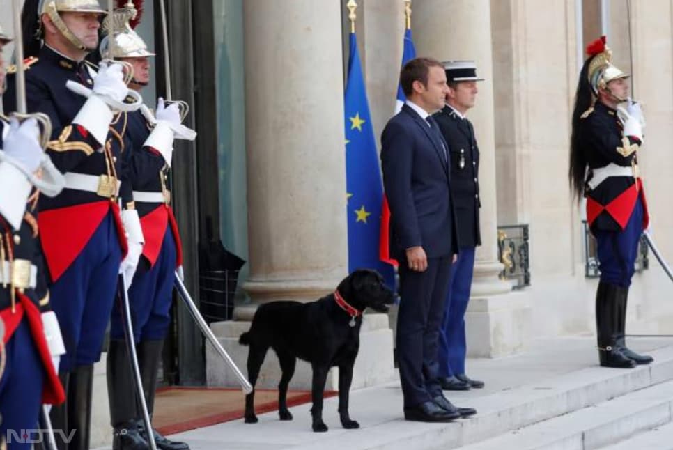 Nemo फ्रांस के राष्ट्रपति इमैनुएल मैक्रों का प्यारा काला लैब्राडोर-ग्रिफ़ॉन है, जिसे 2017 में पेरिस के पास स्थित SPA शेल्टर से गोद लिया गया था उसका असली नाम Marin था, और उसकी खासियत यह है कि वह फ्रांस का आधिकारिक 'फ़र्स्ट डॉग' रहा है. नेमो मिलनसार स्वभाव का है और राष्ट्रपति भवन के बड़े‑बड़े बगीचों में घूमना उसे बहुत पसंद है. वह अक्सर मैक्रों के साथ आधिकारिक मुलाक़ातों में भी दिखाई देता है और मेहमानों से आसानी से घुल‑मिल जाता है. कैमरे के सामने भी वह बेहद सहज रहता है, और बच्चों व मेहमानों के साथ खेलना उसे अच्छा लगता है. pic credit- instagram