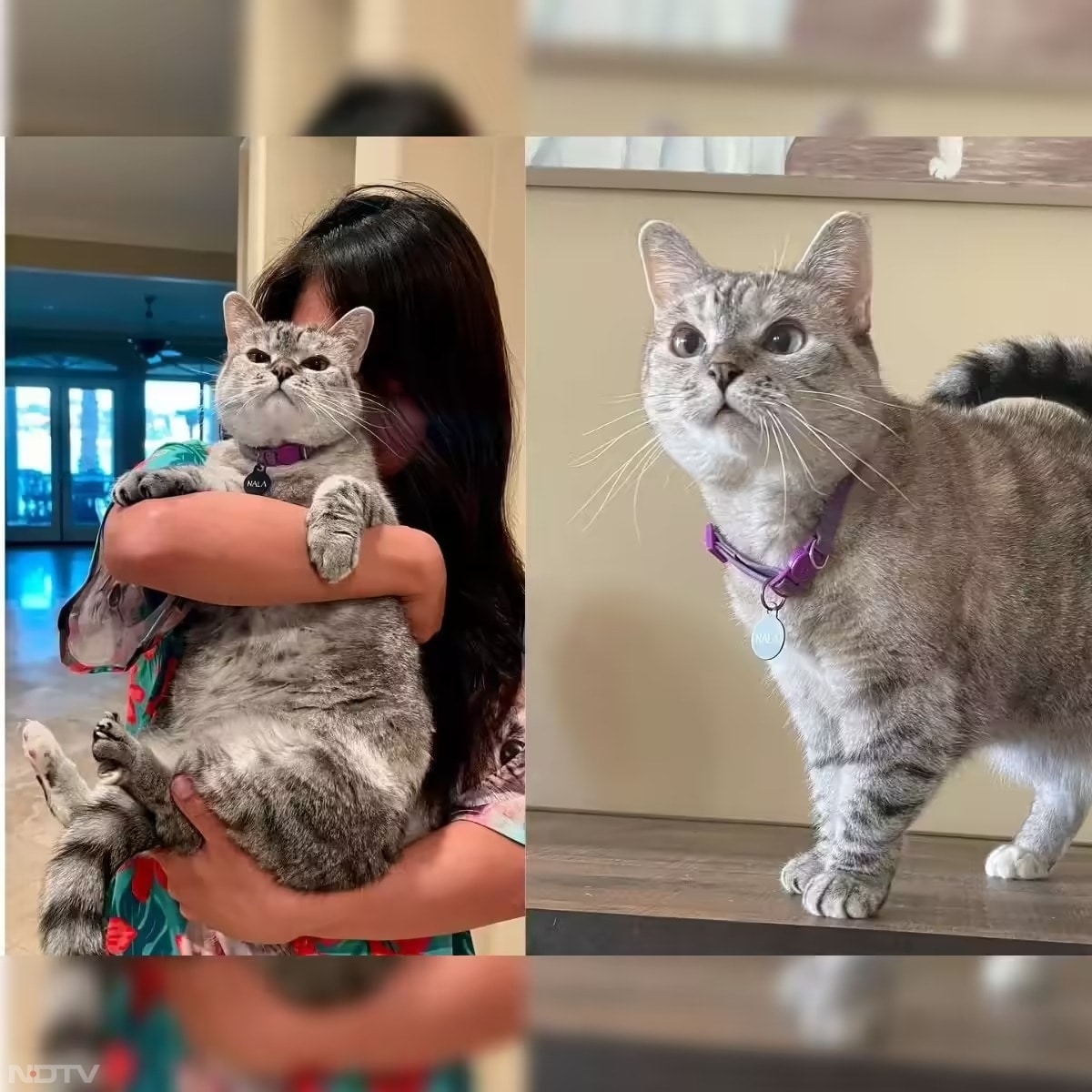 Nala Cat अमेरिका की एक बहुत मशहूर बिल्ली है. उसकी मालकिन Pookie Perez हैं, जिन्होंने उसे एक पशु आश्रय से गोद लिया था. नाला के इंस्टाग्राम पर करोड़ों फॉलोअर्स हैं और उसका नाम गिनीज वर्ल्ड रिकॉर्ड में दर्ज है. उसने अपनी कैट फूड ब्रांड भी शुरू की है. वह लोगों को जानवरों को गोद लेने के लिए प्रेरित करती है. उसकी बड़ी-बड़ी प्यारी आँखें उसे और भी खास बनाती हैं. pic credit-instagram