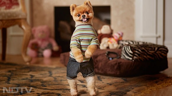 Jiffpom लॉस एंजेलिस, अमेरिका का एक पामेरियन कुत्ता है. उसके मालिक Jiff Le हैं. जिफपॉम दो गिनीज रिकॉर्ड रखता है क्योंकि वह दो पैरों पर बहुत तेज चल सकता है. वह म्यूजिक वीडियो और कई बड़े कार्यक्रमों में भी दिखाई दे चुका है. उसका टेडी-बेयर जैसा चेहरा लोगों को बहुत पसंद आता है. इसी वजह से वह आज एक बड़ा सोशल मीडिया स्टार है. pic credit- instagram