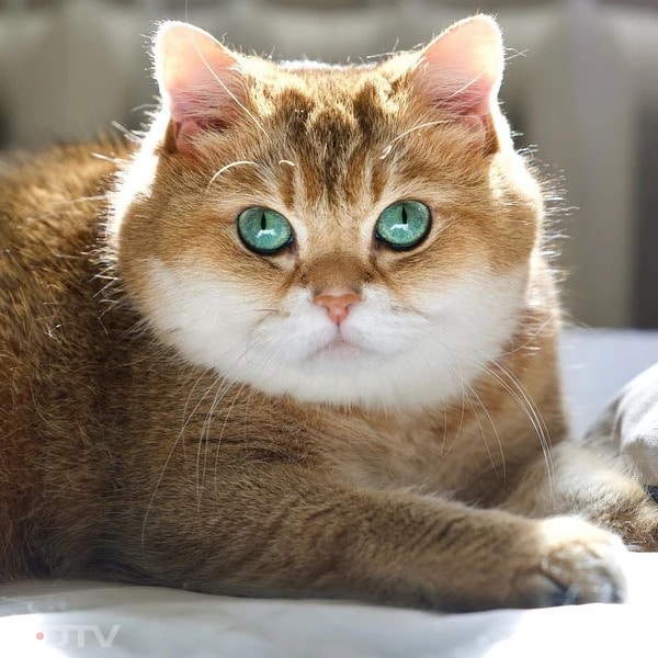 Hosico रूस की एक सुनहरे रंग की बिल्ली है, जो अपनी गोल आँखों और शांत स्वभाव के कारण बहुत लोकप्रिय है. उसके मालिक उसकी खूबसूरत तस्वीरें और वीडियो शेयर करते हैं. होस्को कई ब्रांड्स के साथ काम कर चुका है. उसका स्टाइल और मासूम चेहरा उसे बाकी बिल्लियों से अलग बनाता है. लोग उसे उसकी सादगी और प्यारे अंदाज़ के लिए पसंद करते हैं. pic credit- Instagram