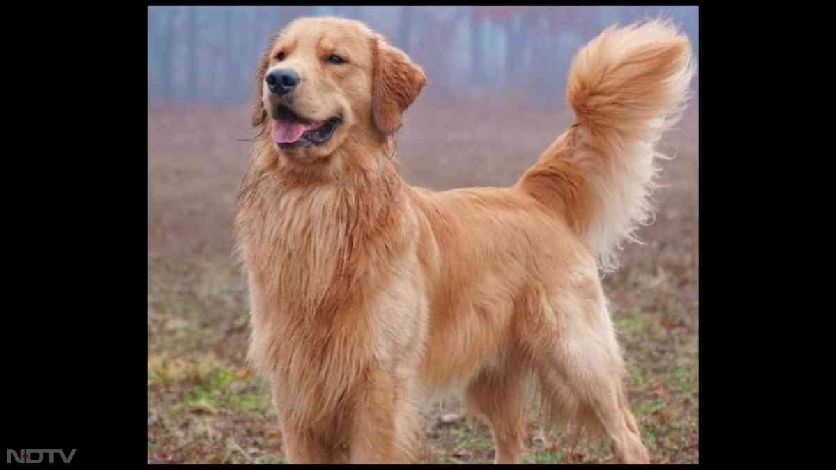 Tucker Budzyn अमेरिका का एक गोल्डन रिट्रीवर कुत्ता है. उसकी मालकिन Linda Budzyn हैं. टकर अपने मजेदार रिएक्शन वीडियो के कारण बहुत फेमस हुआ. उसके चेहरे के एक्सप्रेशन लोगों को हँसा देते हैं. वह कई विज्ञापनों में भी दिखाई दे चुका है. टकर को लोग इसलिए पसंद करते हैं क्योंकि वह बहुत प्यारा और परिवार जैसा महसूस होता है. pic credit- instagram