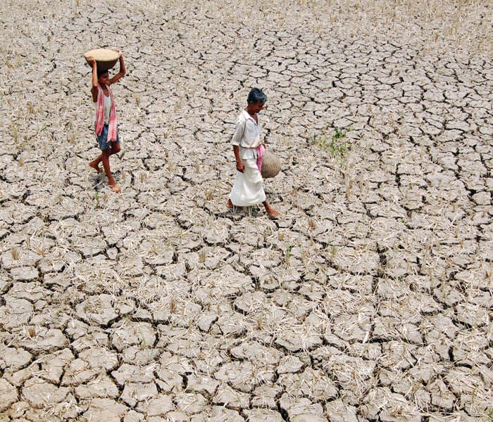 Thousands in Yavatmal turned to soyabean, a crop cheaper to sow and faster to harvest. Three years later, they see themselves getting sucked into another vicious cycle.&nbsp;Although it started raining in June-end, the subsequent prolonged dry spell has left Yavatmal district, the epicentre of farmer suicides, in crisis yet again. (AFP Photo)