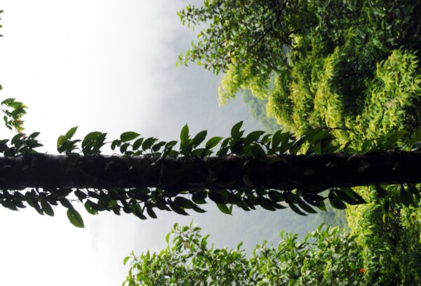 <b>Covered in mist: </b>A blanket of mist covers trees lowering long sight visibility. (Image: Ketki Angre)