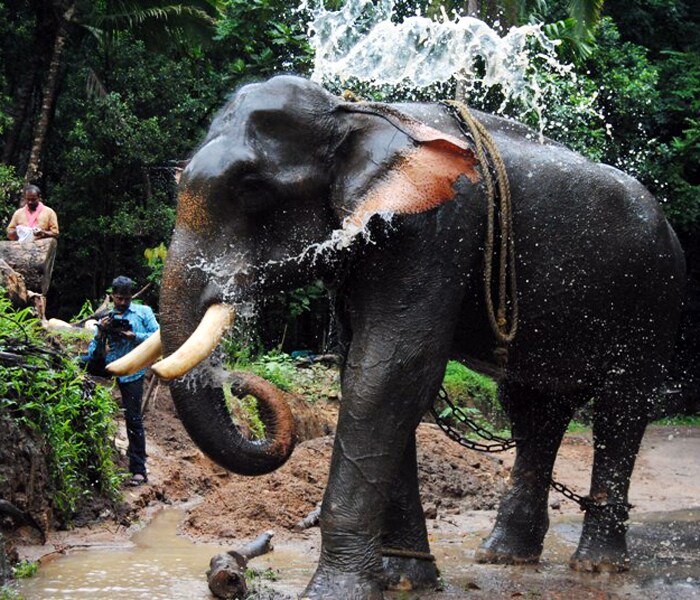 <b>Elephant cool-off: </b>An elephant takes a breather. (Image: Ketki Angre)