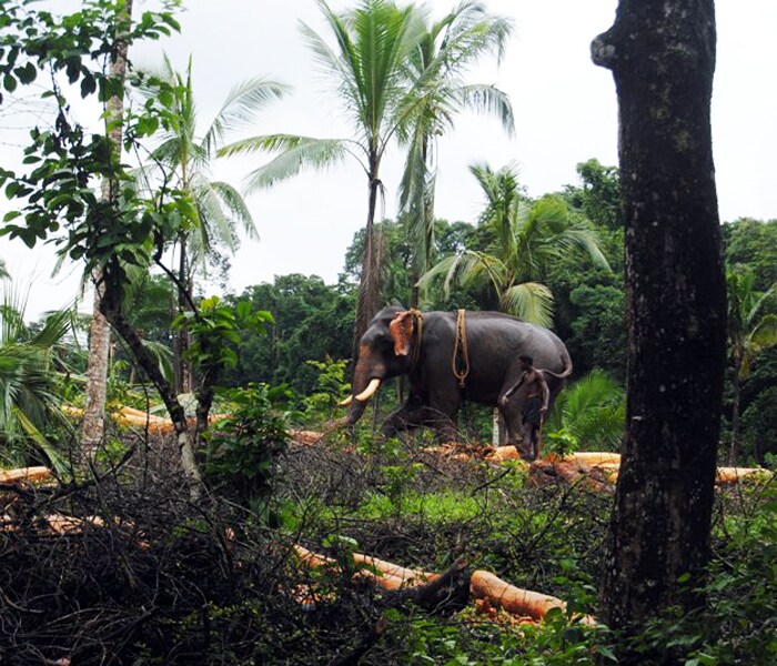 <b>Elephant tales: </b>An elephant takes a stroll in the forests with his mahout. (Image: Ketki Angre)