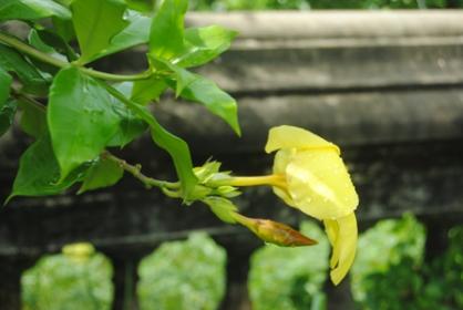 <b>A poet's delight:</b> A flower blossoms amidst rain drops.(Image: Ketki Angre)