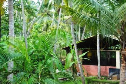 <b>In nature's lap:</b> A hut surrounded by trees.(Image: Ketki Angre)