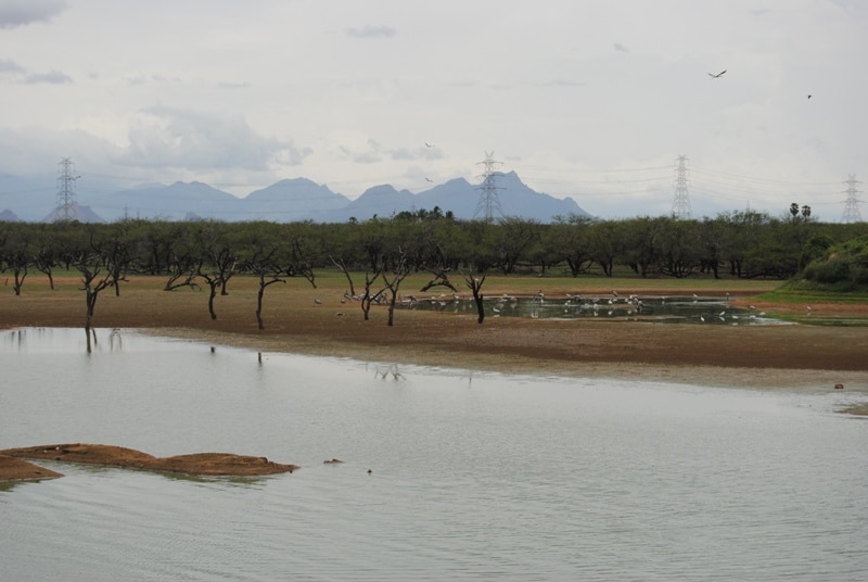 <b>Waterlogged:</b> Birds enjoy a lake made by rain water. (Image: Ketki Angre)