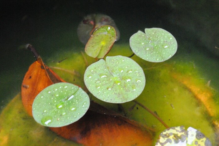 <b>Lotus leaves: </b>Drops of dew are seen on the leaves of a lotus plant. The lotus is a plant that essentially thrives in damp conditions.(Image: Ketki Angre)