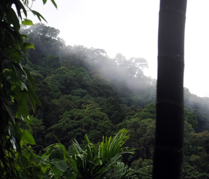 <b>Misty tales: </b>A layer of mist covers the hill forests. (Image: Ketki Angre)