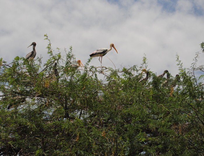 <b>Flying high:</b> Storks can finally gather at tree tops as the weather turns kind on them. (Image: Ketki Angre)