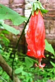 <b>Drenched:</b> A flower hangs soaked in rain drops.(Image: Naghma Sahar)