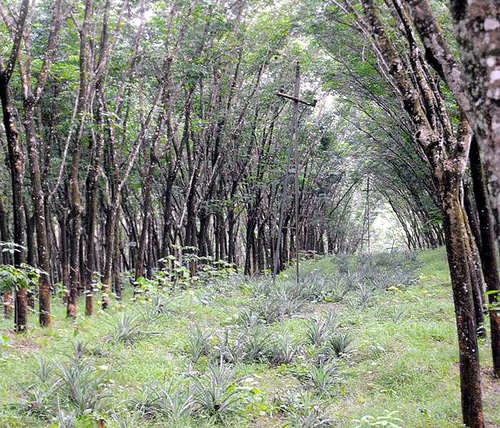 <b>Rubber plantation: </b>Rubber trees planted in high numbers. (Image: Ketki Angre)
