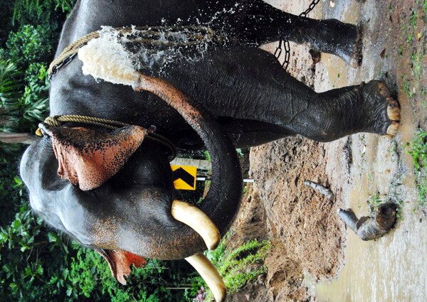 <b>Striking a pose: </b>An elephant splashes water on himself. (Image: Ketki Angre)