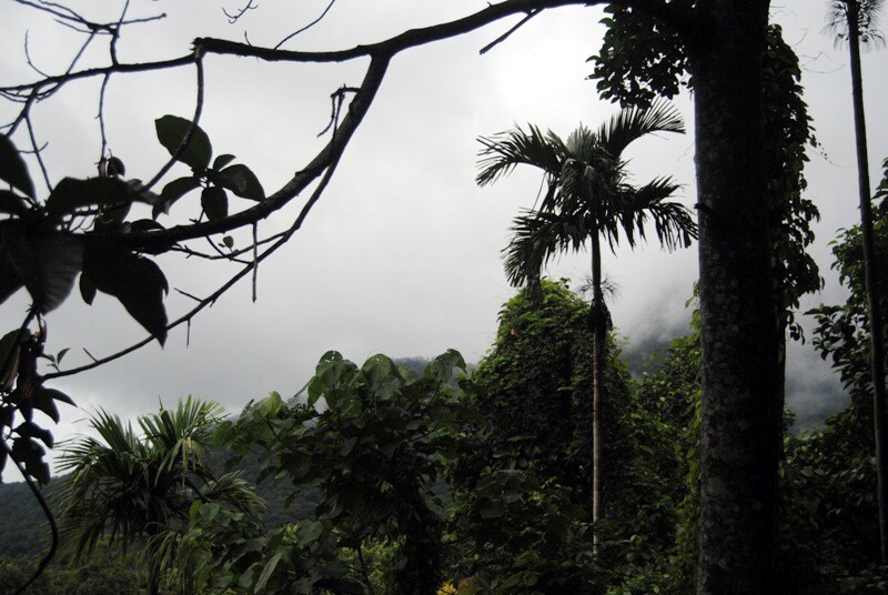 <b>Valley view:  </b>A view of the dense hill forests from within. (Image: Ketki Angre)