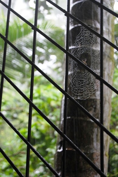 <b>Web-locked:</b> A spider weaves a web outside a window.(Image: Ketki Angre)