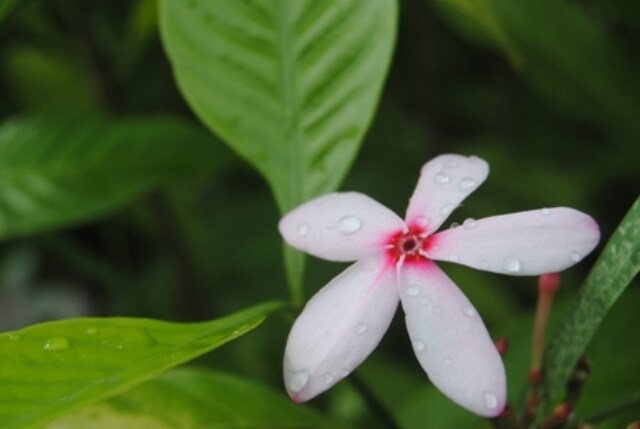 <b>The drops add magic:</b> Rain drops add a sense of beauty and freshness to flowers. (Image: Ketki Angre)