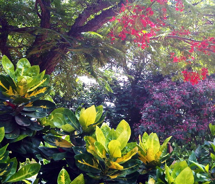 <b>Colours of paradise: </b> A blend of several colors fresh after rain. (Image: Naghma Sahar)