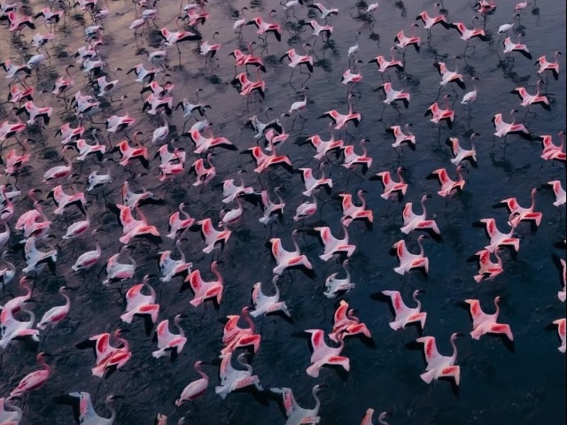 सांभर झील में लौटी गुलाबी फ्लेमिंगो की रौनक