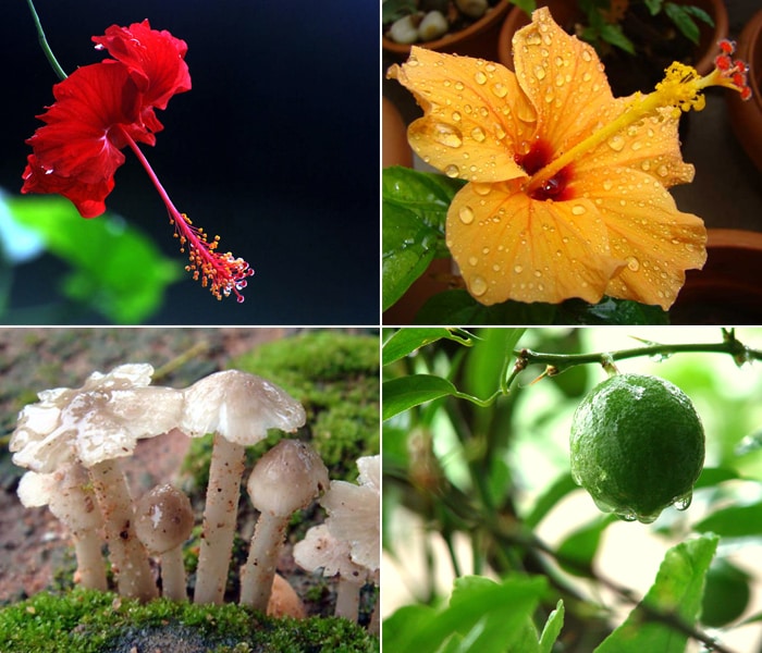 Ever wondered why all vegetation seems so beautiful after rain? Why the meaning of soil suddenly changes from dirt to the source of life? Why flowers blossom in monsoon more than any other time of the year?
<br><br>
The answer to all these questions is simple; it's the fact that for flora, rain is life. The monsoon, apart from being a natural and direct source of fresh water for plant-life also acts as a source of rejuvenation and freshness that is seen here from the surfers' eyes.